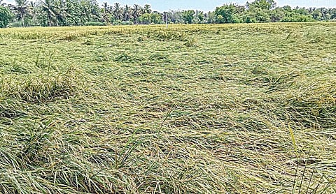 தஞ்சை மாவட்டம் பொன்னாப்பூர் பகுதியில் காற்றுடன் பெய்த மழையால் வயலில் சாய்ந்து கிடக்கும் நெற்கதிர்கள். படம்: ஆர்.வெங்கடேஷ்