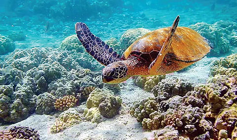 பவளம்: வெறும் அலங்காரத்திற்கு மட்டுமா?