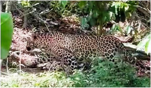 சிறுத்தை