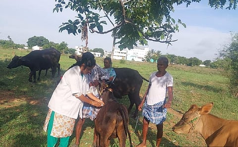 தமிழகத்தில் கோமாரி நோய் தடுப்பூசி போடும் பணிகள் துவக்கம்