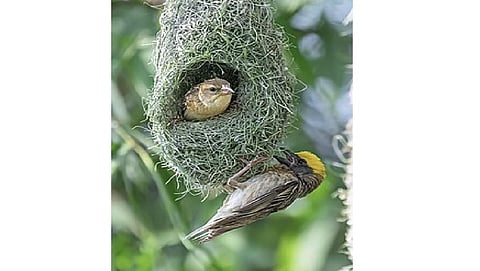 டிங்குவிடம் கேளுங்கள்: எல்லாப் பறவைகளும் கூடு கட்டுமா?