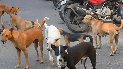 தமிழகத்தில் நடப்பாண்டில் ரேபிஸ் பாதிப்புக்கு 16 பேர் உயிரிழப்பு