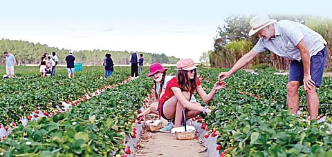 வணிக வழி வேளாண் சுற்றுலா - 13: ஐ.நா.வின் நிலையான வளர்ச்சி இலக்கும்.. வேளாண் சுற்றுலாவும்...