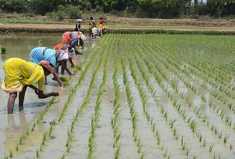 ஊக்கத்தொகை அறிவிப்பு ஏமாற்றம்; நெல் குவிண்டாலுக்கு ரூ.3,100 வழங்க வேண்டும்: தமிழக அரசுக்கு விவசாயிகள் கோரிக்கை