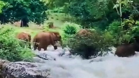 ஆற்று வெள்ளத்தில் சிக்கிய யானை