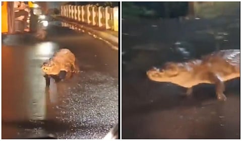 சாலையில் வலம் வந்த 8 அடி நீள முதலை - வாகன ஓட்டிகள் அதிர்ச்சி | மகாராஷ்டிர வீடியோ வைரல்