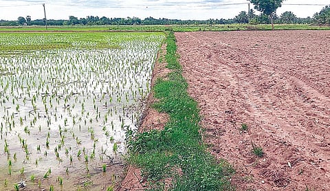 தஞ்சாவூர் அருகே மேலஉளூர் பகுதியில் குறுவைசாகுபடி செய்யப்பட்டுள்ள வயலுக்கு பக்கத்திலேயே தரிசாக விடப்பட்டுள்ள நிலங்கள். படங்கள்: ஆர்.வெங்கடேஷ்