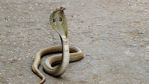 கோப்புப் படம்