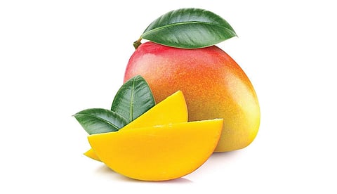 பார்வை இழப்பைத் தடுக்கும் மாங்கனி