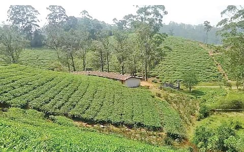 திருநெல்வேலி மாவட்டம் மாஞ்சோலையில் உள்ள தேயிலை தோட்டங்கள் .