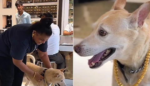 வளர்ப்பு நாயின் பிறந்த நாளுக்கு ரூ.2.5 லட்சம் தங்க சங்கிலியை பரிசளித்த மும்பை பெண்