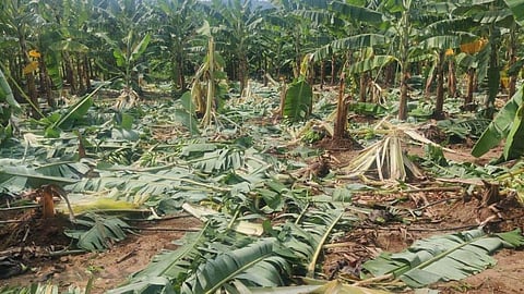 கோப்புப் படம்