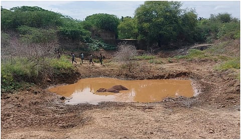 யானை உயிரிழப்பு