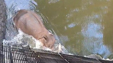 அணையில் சிக்கிய யானை மீட்பு