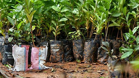 இந்தூருக்கு 11 லட்சம் மரக்கன்று வழங்கிய அதானி குழுமம்