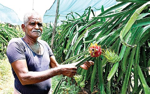 டிராகன் பழதோட்டத்தில் விவசாயி சூசை மாணிக்கம்