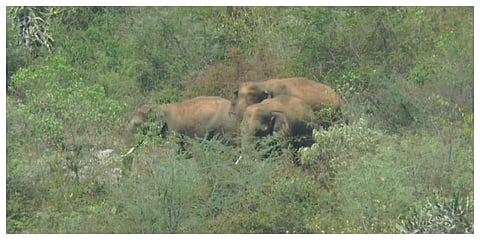 ஜவளகிரி அருகே பனசமானதொட்டியில் விவசாயியை கொன்றுவிட்டு அப்பகுதியில் சுற்றித் திரியும் யானைகள்.