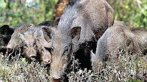 வன விலங்கு பட்டியலில் காட்டுப்பன்றிகளை நீக்க விரைவில் அரசாணை