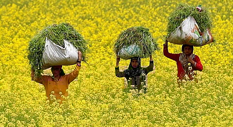 மரபணு மாற்றப்பட்ட கடுகு பரிசோதனைக்கு எதிரான வழக்கில் உச்ச நீதிமன்ற நீதிபதிகள் மாறுபட்ட தீர்ப்பு