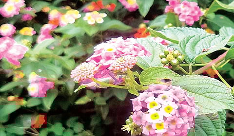 நீலகிரியை ஆக்கிரமிக்கும் களைச் செடிகள் - பாதிப்பு என்ன?