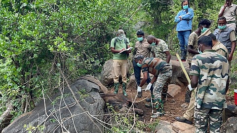 நீலகிரியில் கன மழை: அவலாஞ்சியில் அதிகபட்சமாக 197 மி.மீ. மழை பதிவு