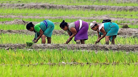 விவசாயம்