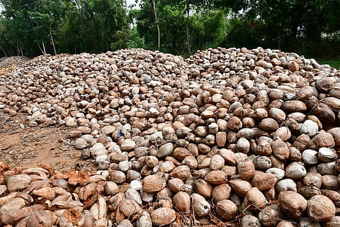 கொப்பரை நிலுவை ரூ.150 கோடி: மத்திய அரசுக்கு எதிராக தமிழக விவசாயிகள் போராட முடிவு