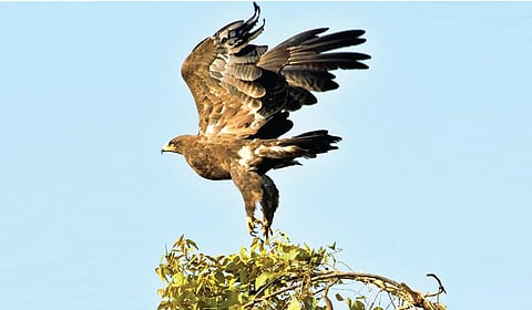 டிங்குவிடம் கேளுங்கள்: கோயில் மீது பருந்து வட்டமிடுவது ஏன்?