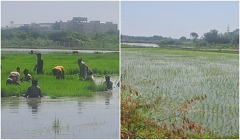 சாகுபடி பணி தீவிரம்