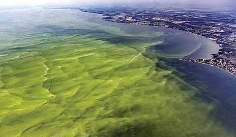 கூடு திரும்புதல் - 14: இயற்கைக்கு உரிமைகள் உண்டா?