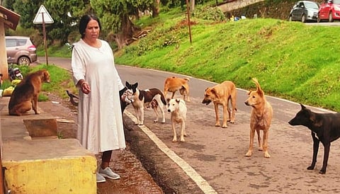 குன்னூரில் 22 ஆண்டுகளாக தெரு நாய்களுக்கு பசியாற்றும் பெண்!