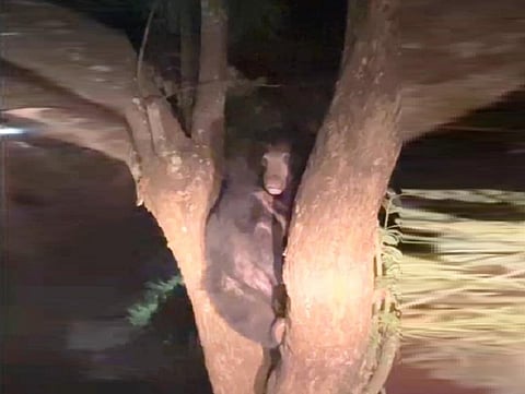 குன்னூரில் மரத்தில் தஞ்சமடைந்த கரடியால் பரபரப்பு