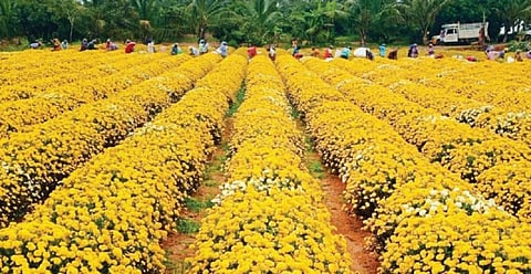 பிரதிநிதித்துவப்படம்