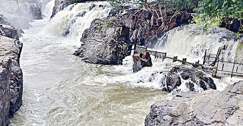 ஒகேனக்கல் காவிரி ஆற்றில் நீர்வரத்து அதிகரித்துள்ளதால், அருவியில் ஆர்ப்பரித்துக் கொட்டும் தண்ணீர்.