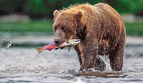 ரஷ்யாவில் சாலமன் மீனை வேட்டையாடி செல்லும் பழுப்பு நிற கரடி