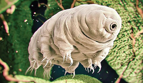 டிங்குவிடம் கேளுங்கள்: உணவு இன்றி வாழக்கூடிய உயிரினங்கள் உண்டா?