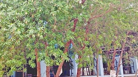 கோனோகார்பஸ் மரங்கள் | கோப்புப்படம்