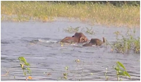 யானைகள்