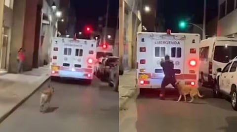 உரிமையாளரை ஆம்புலன்ஸில் ஏற்றியதை பார்த்து விடாமல் துரத்திச் சென்று வாகனத்தில் ஏறிய வளர்ப்பு நாய்: வைரலாகும் வீடியோ