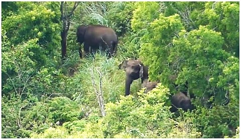 யானைகள் நடமாட்டம்