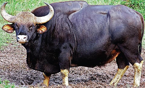 வீட்டருகே மேயும் காட்டு மாடுகள்