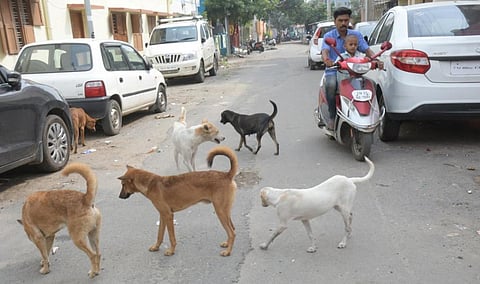 சென்னை - ஆதம்பாக்கத்தில் அதிகரிக்கும் தெருநாய் தொல்லை!