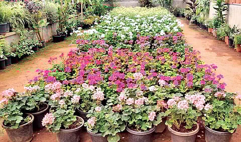 இரண்டாம் சீசனை முன்னிட்டு உதகை கர்நாடக அரசு பூங்காவில் பூத்துக் குலுங்கும் மலர்கள்