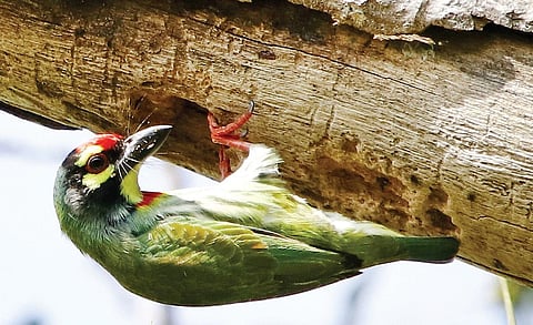 செம்மார்புக் குக்குறுவான் | பாரத் வியாஸ் |