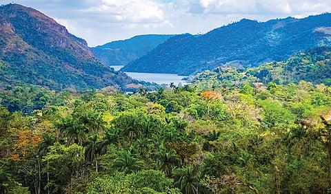 நம் காடுகள் யாருக்கானவை?