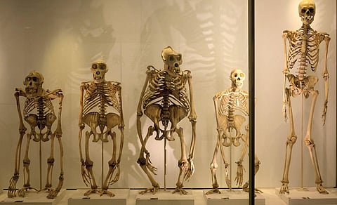 முழங்காலுக்குள் மர்ம எலும்பு | புதுமை புகுத்து 37