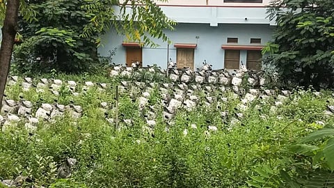 ராஜஸ்தானில் கைவிடப்பட்ட திட்டம்: மாணவிகளுக்காக வாங்கிய ரூ.12 கோடி ஸ்கூட்டர்கள் நாசம்