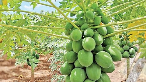 பப்பாளி தோட்டம் | பிரதிநிதித்துவப் படம்.