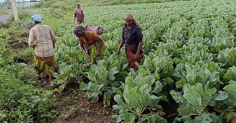 ஆண்டிப்பட்டியில் தொடர் மழை: பருவத்துக்கு முன்பே காலிஃபிளவர் அறுவடை