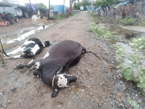 தாம்பரம் அருகே மின்கம்பி அறுந்து விழுந்ததில் 4 மாடுகள் பலி